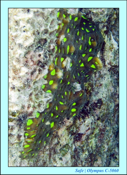 2008 - 07 - Leng Tengah - 113